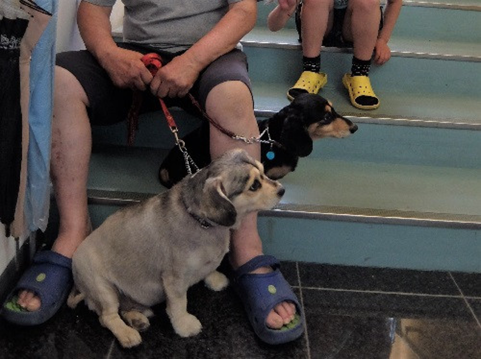 避難所の階段で避難する飼い主と犬