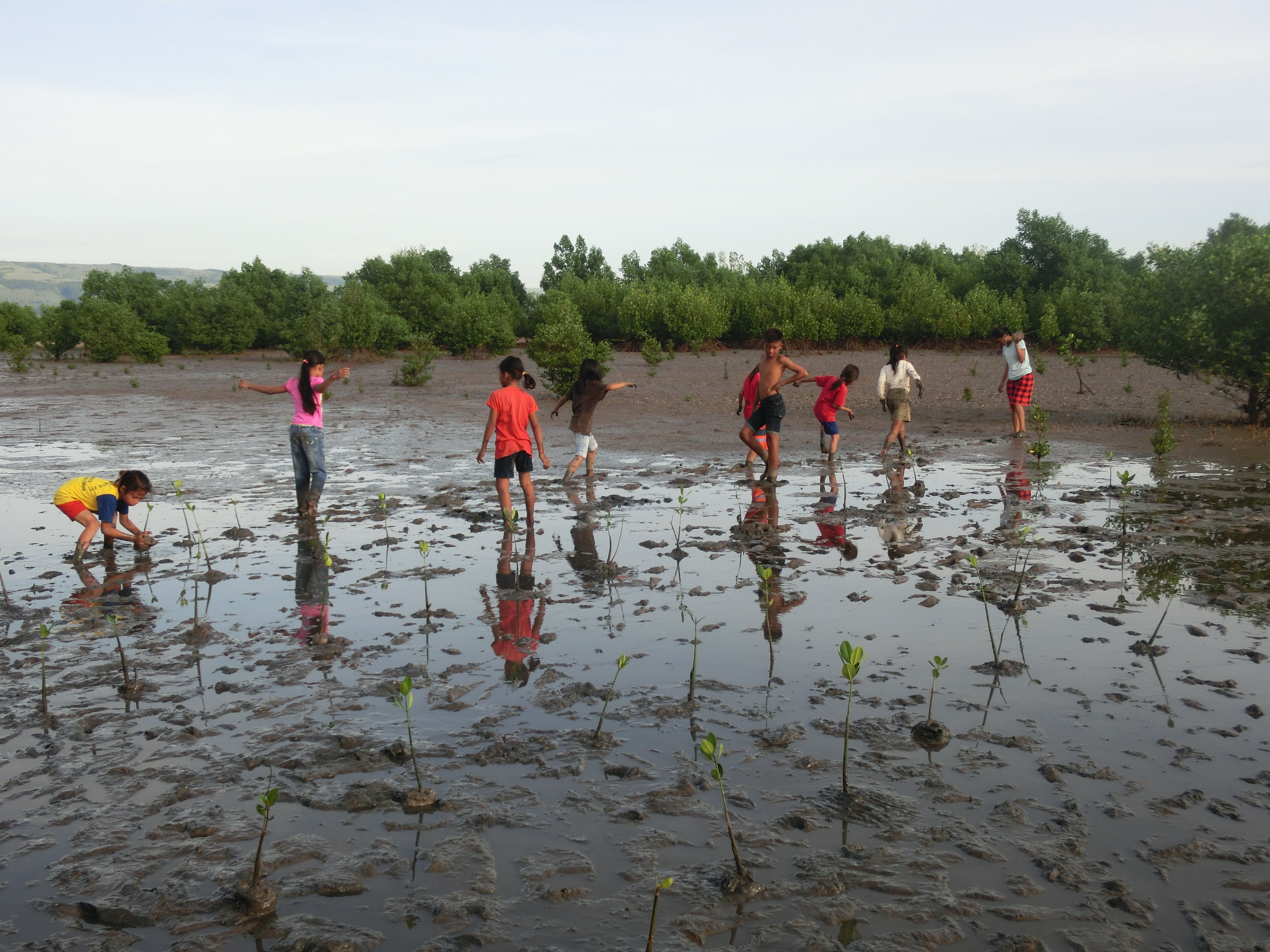 スンバ島の住民を巻き込んで植林活動を進めています