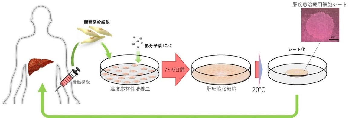 非代償性肝硬変に対する肝疾患治療用細胞シートを共同開発