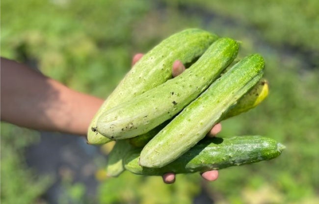 自分で自然栽培野菜が育てられるように