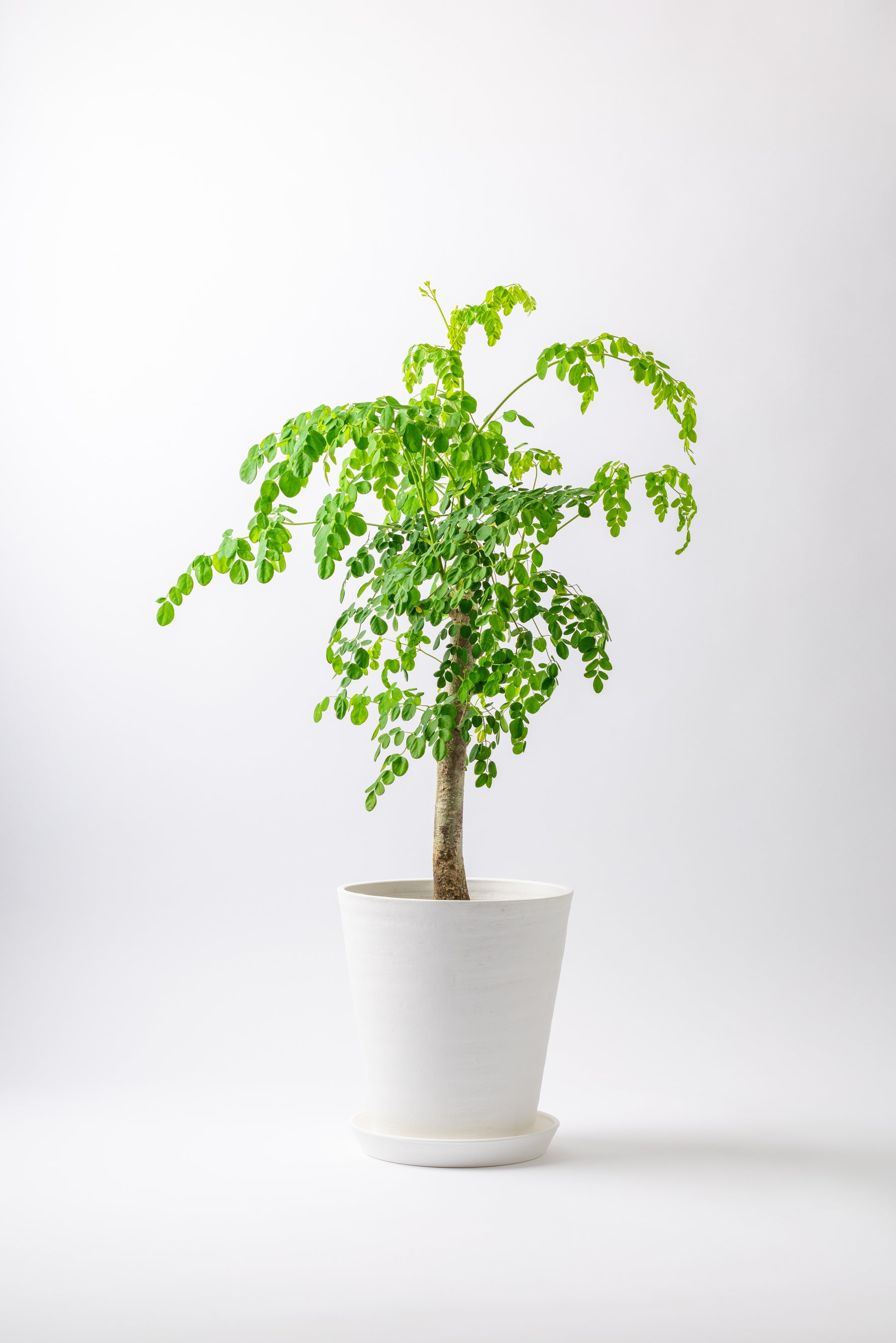 モリンガ オバリフォリア モリンガ苗 スーパーフード 奇跡の樹 野菜