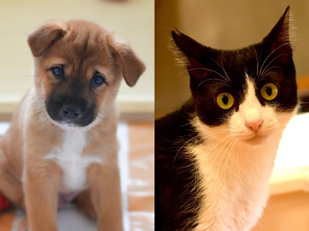 【犬猫生活福祉財団】犬猫の譲渡活動等を行う保護団体へ助成金を交付 | 一般財団法人犬猫生活福祉財団のプレスリリース