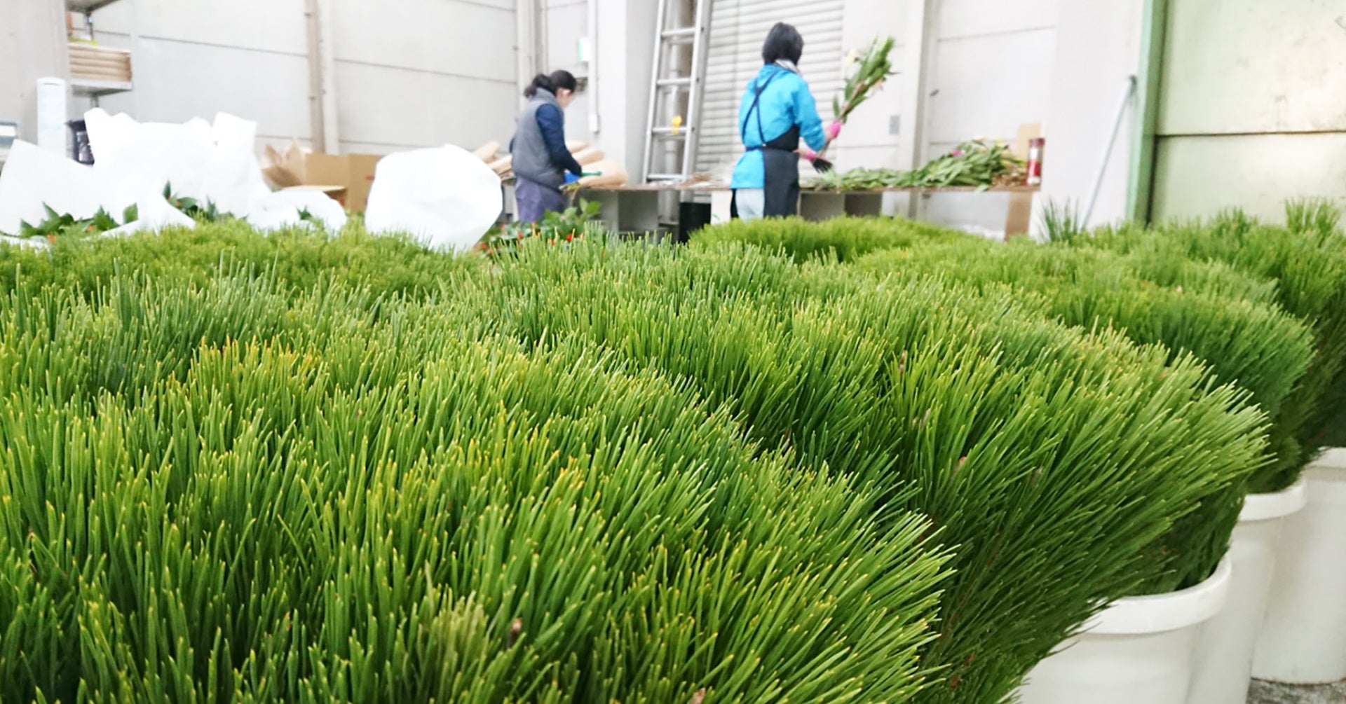 松の作業を行うスタッフの様子