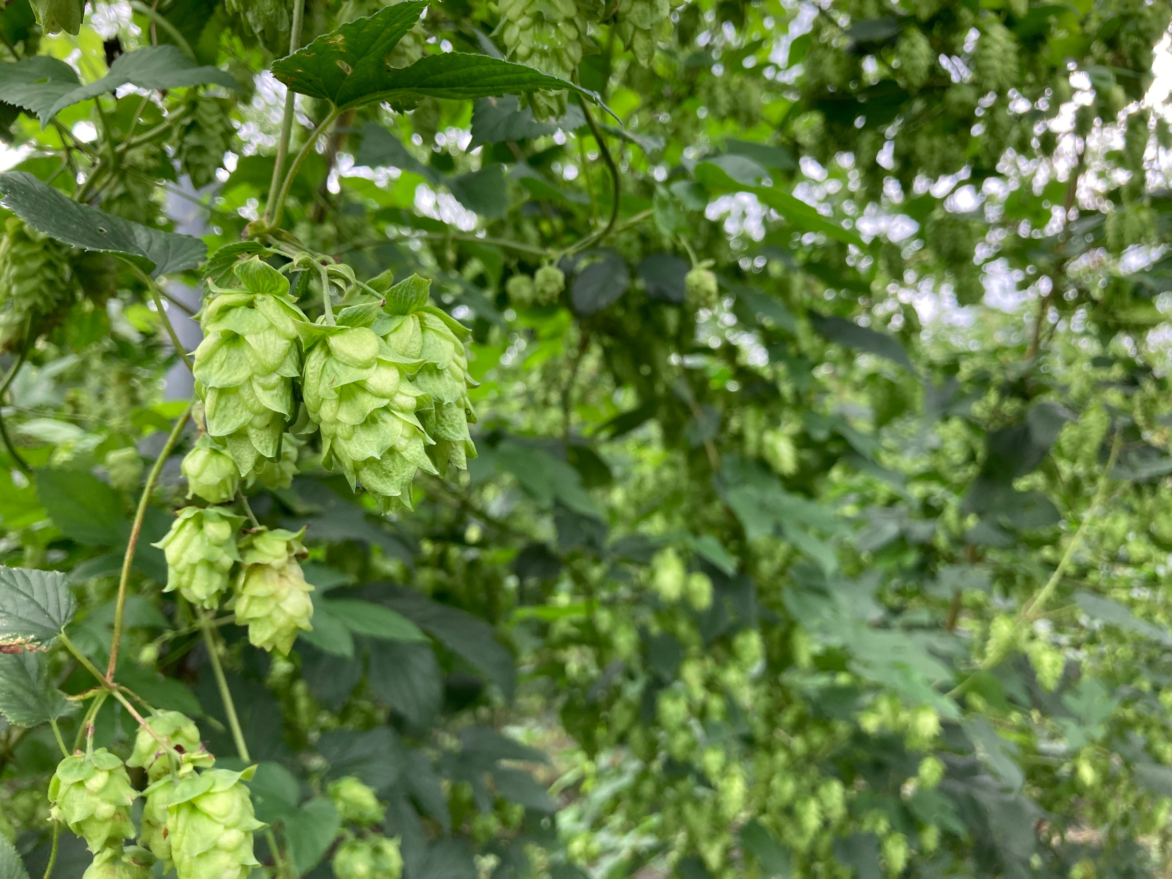 収穫間近のホップ