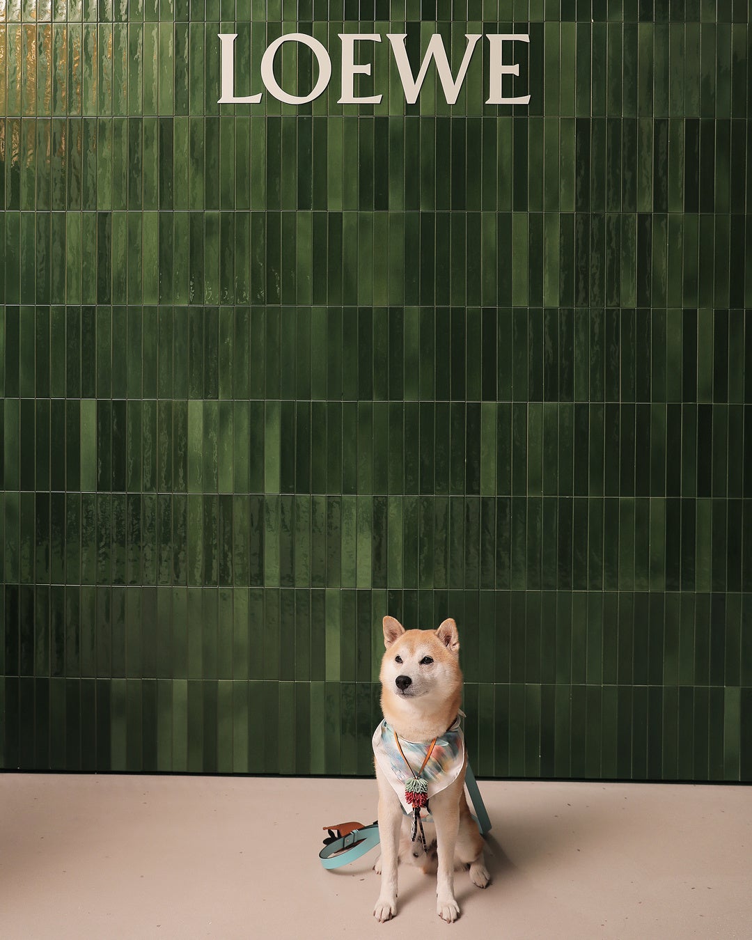 権蔵 (ゴンゾー)