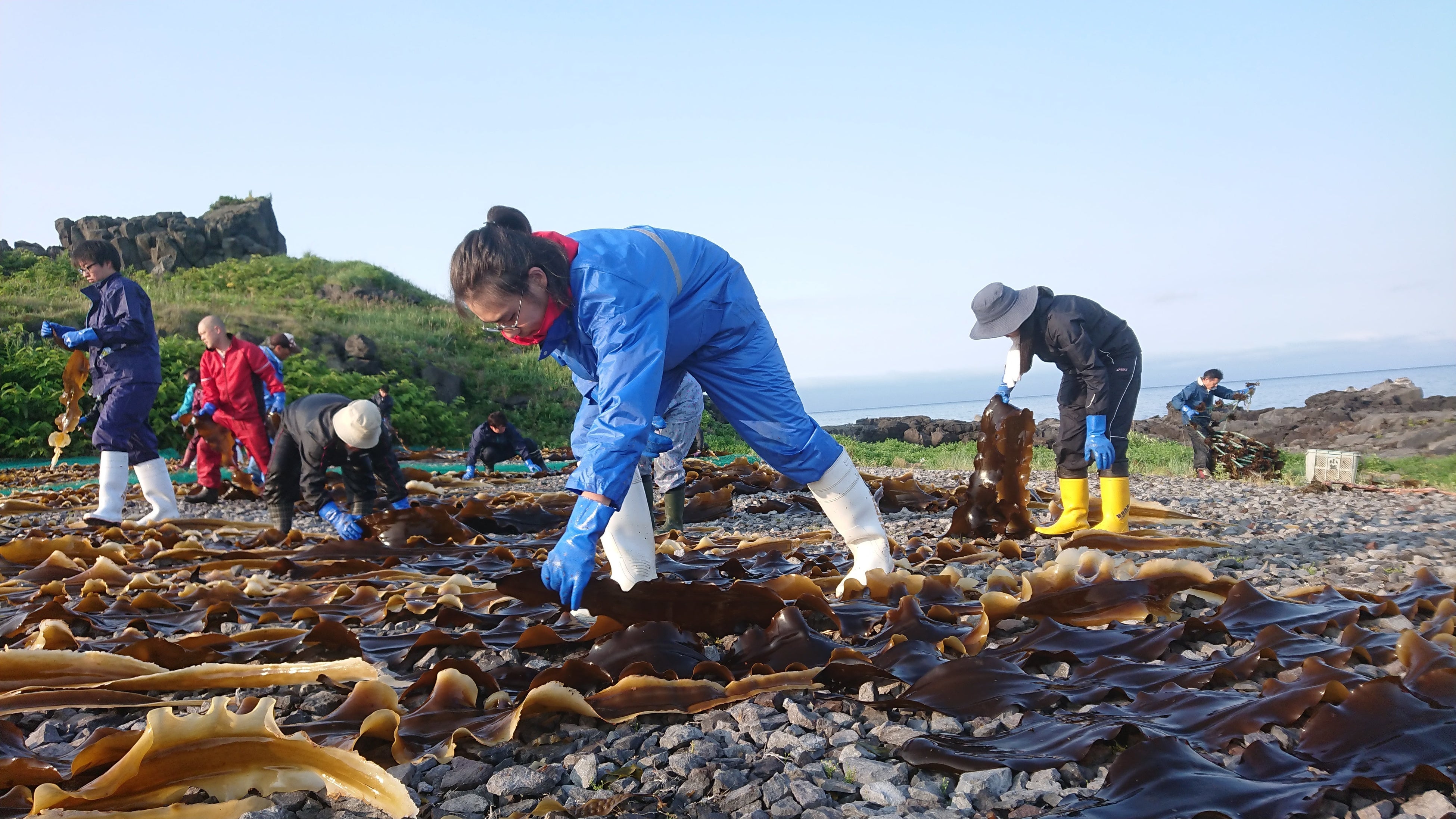 朝3時から昆布干しに精を出す京大生