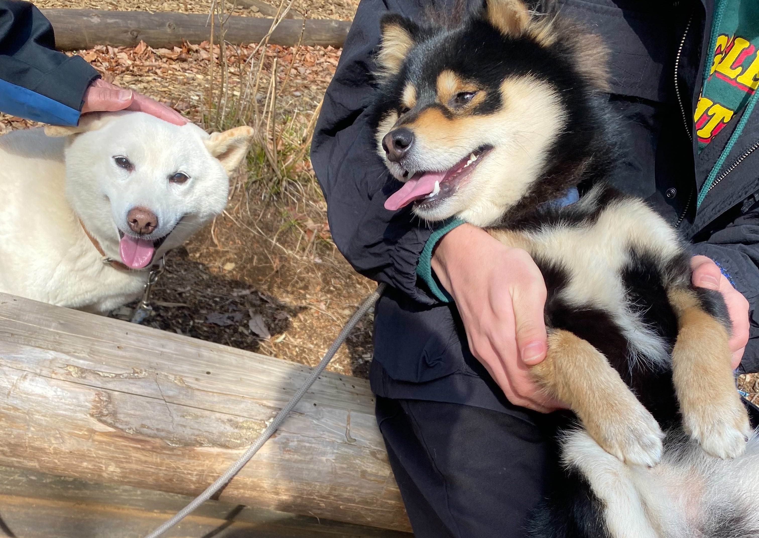 ワンちゃんとすごす癒しの時間