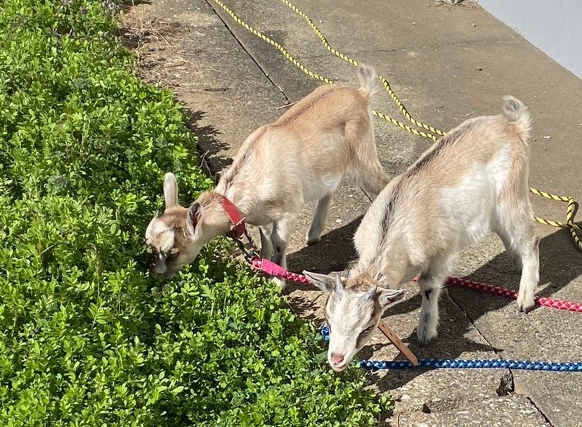 子ヤギもすくすく