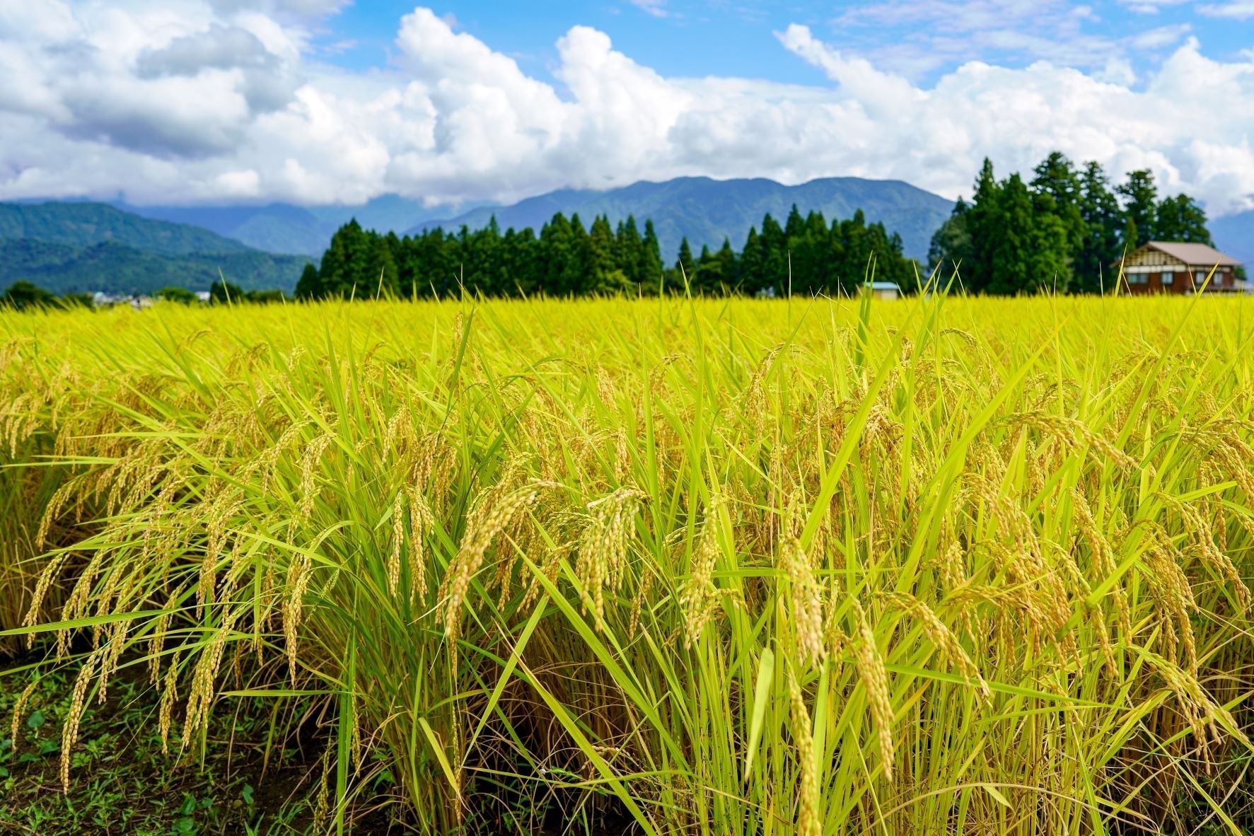南魚沼の田園風景（イメージ写真）