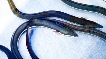 鰻の成瀬ではニホンウナギを使用