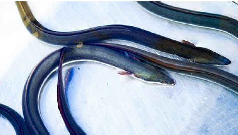 高級店で提供されていニホンウナギを使用