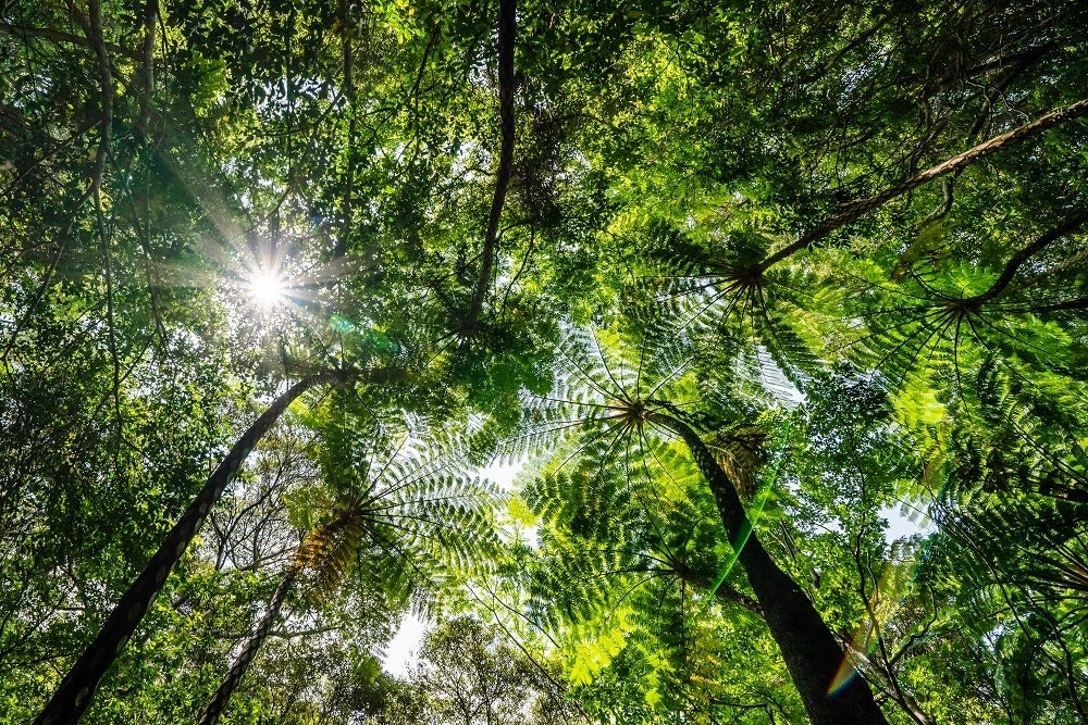 国頭村　やんばるの森