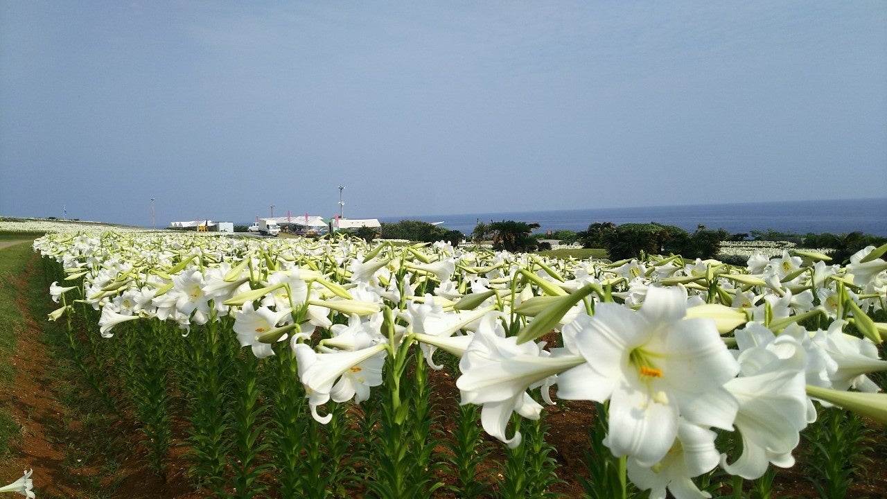 春にはユリが一面に咲き乱れる