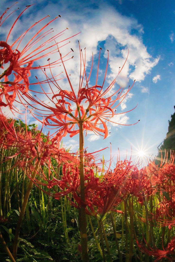 那須町】簑沢彼岸花まつり開催！那須ユートピアでは、植物を使う
