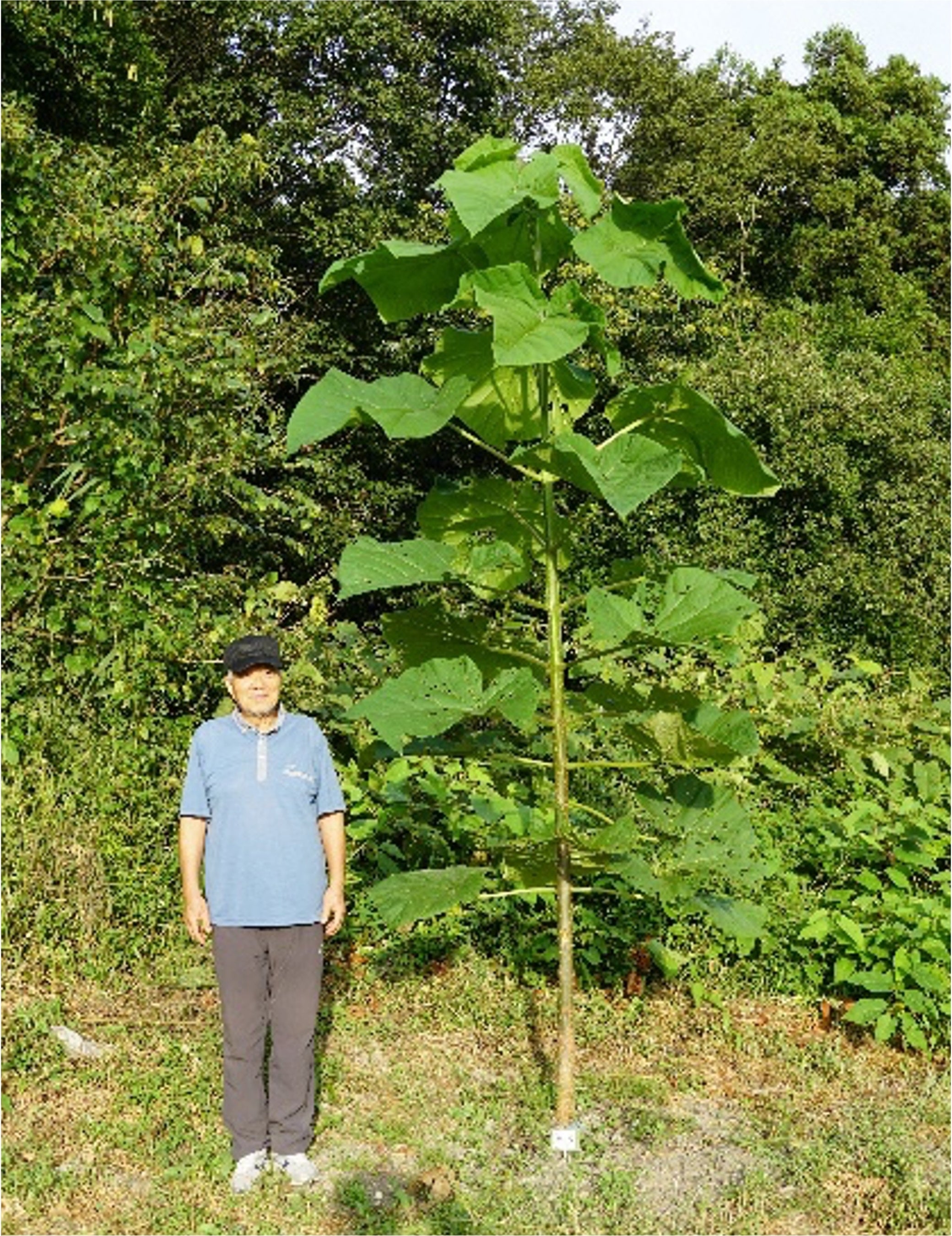植樹後約4ヶ月の早生桐（人物の身長は170ｃｍ）