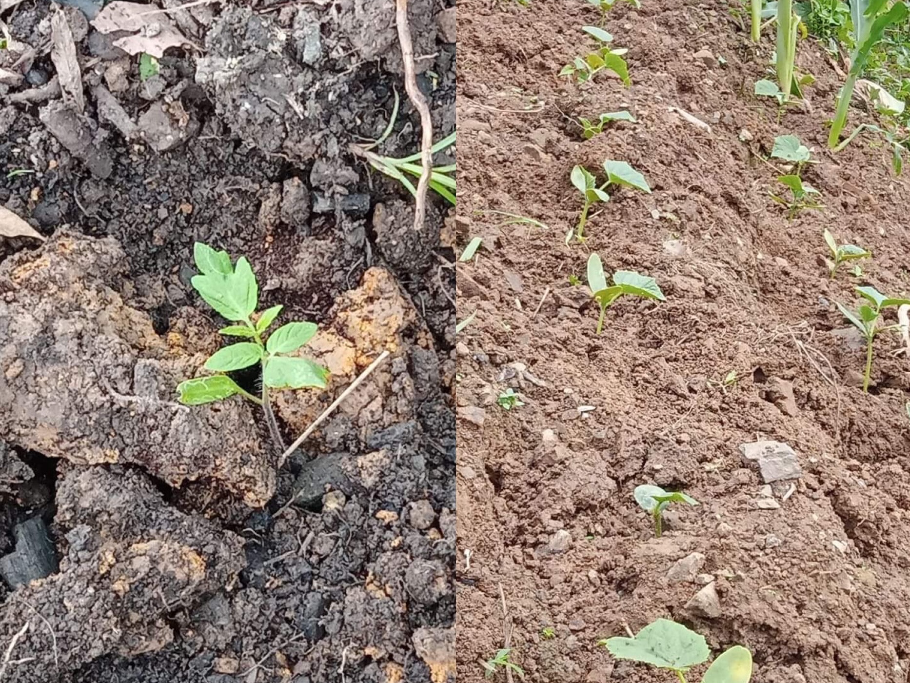 日本のキュウリとトマト