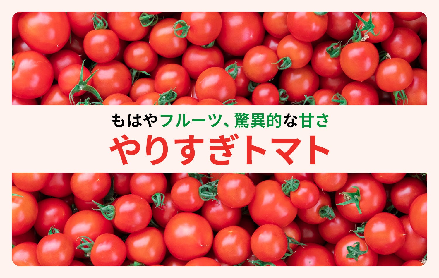 沙羅の畑のトマト　ご予約ページです　ご希望の方には専用出品させて頂きます♪ 46378bfebb3d29db65549d0692bf6f