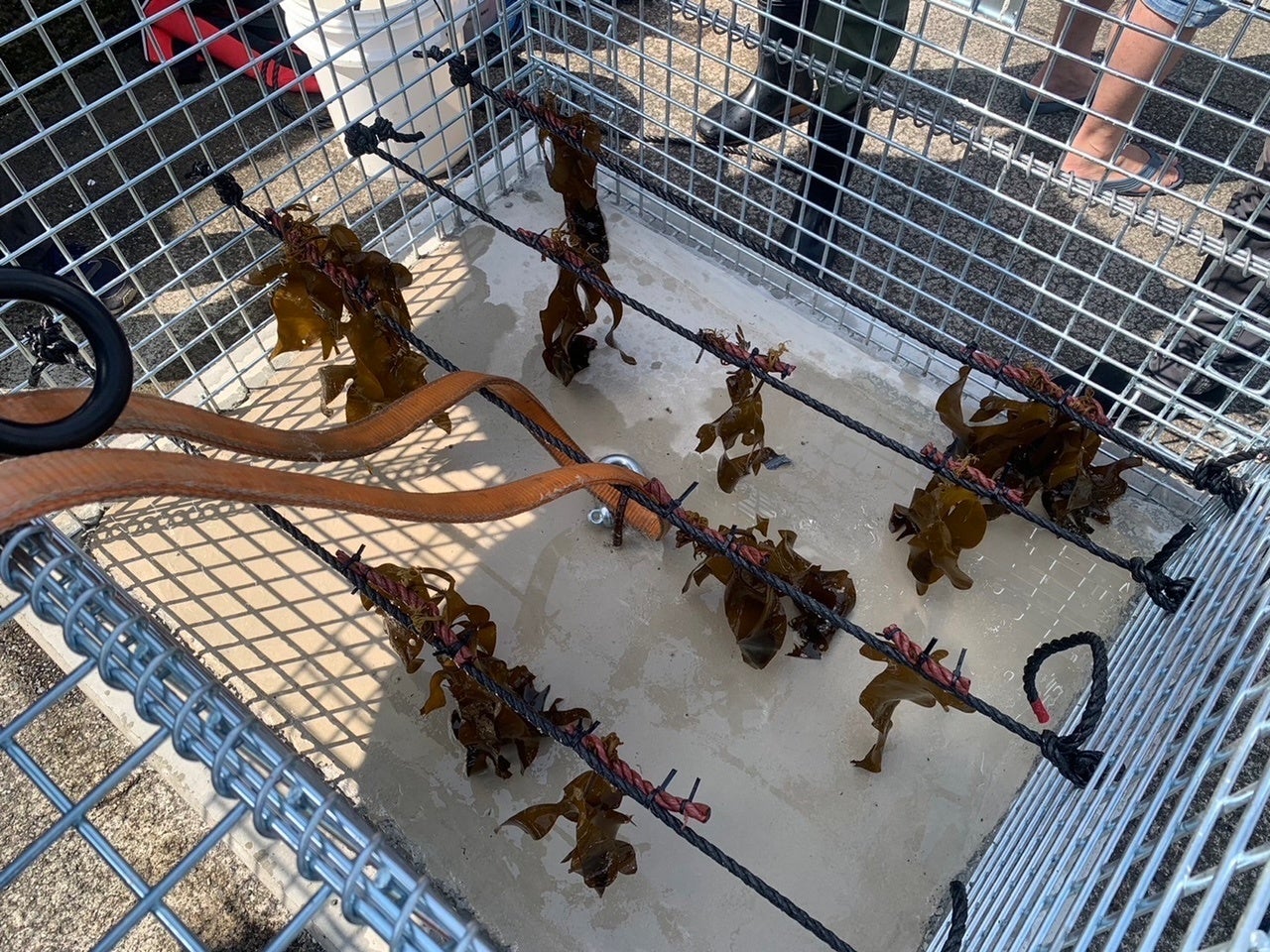 ▲藻場礁に設置したカジメ