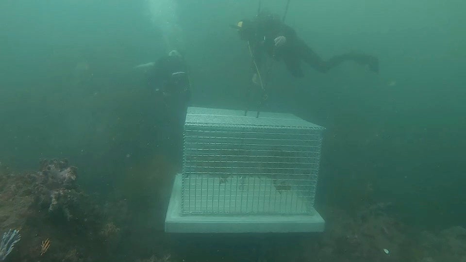 ▲海中に沈めた藻場礁