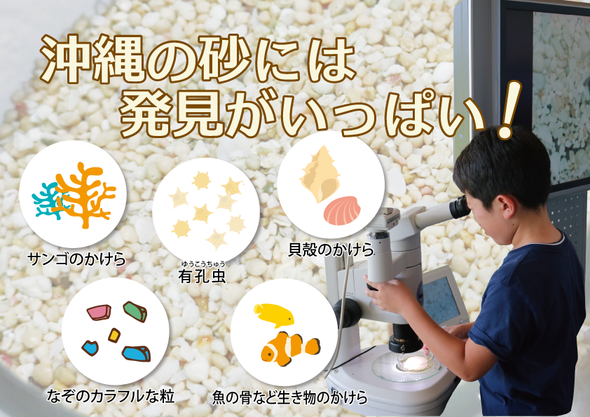 ザ・ブセナテラス　サマースクール／「サンゴと渚から海の自然を学ぶ」