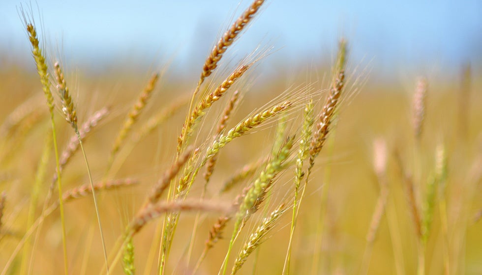ジ・ウザテラスで収穫される小麦