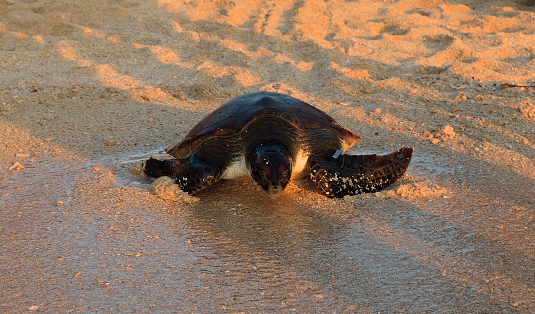 ウミガメ放流の様子