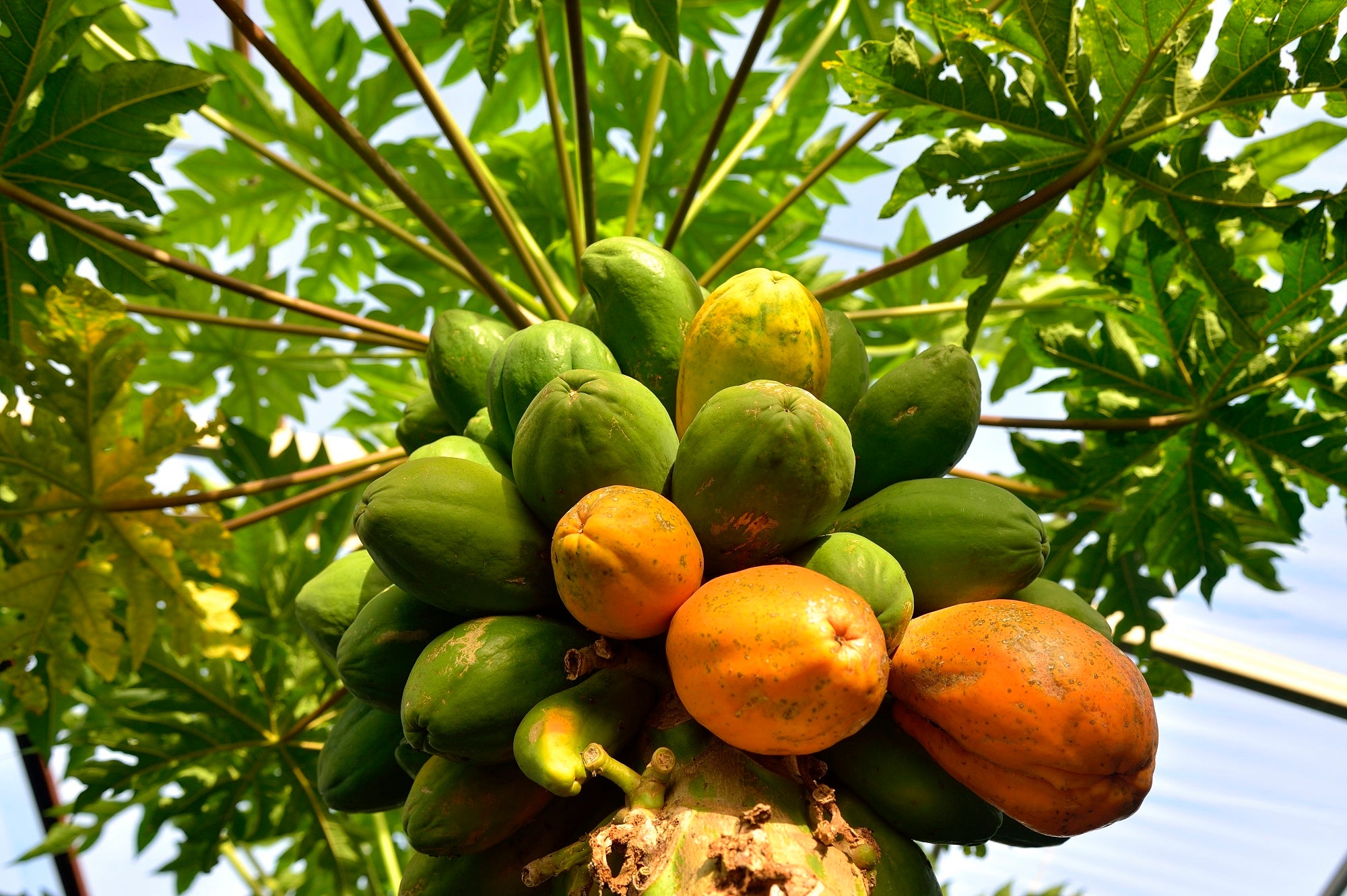 「OUR FARM」イメージ