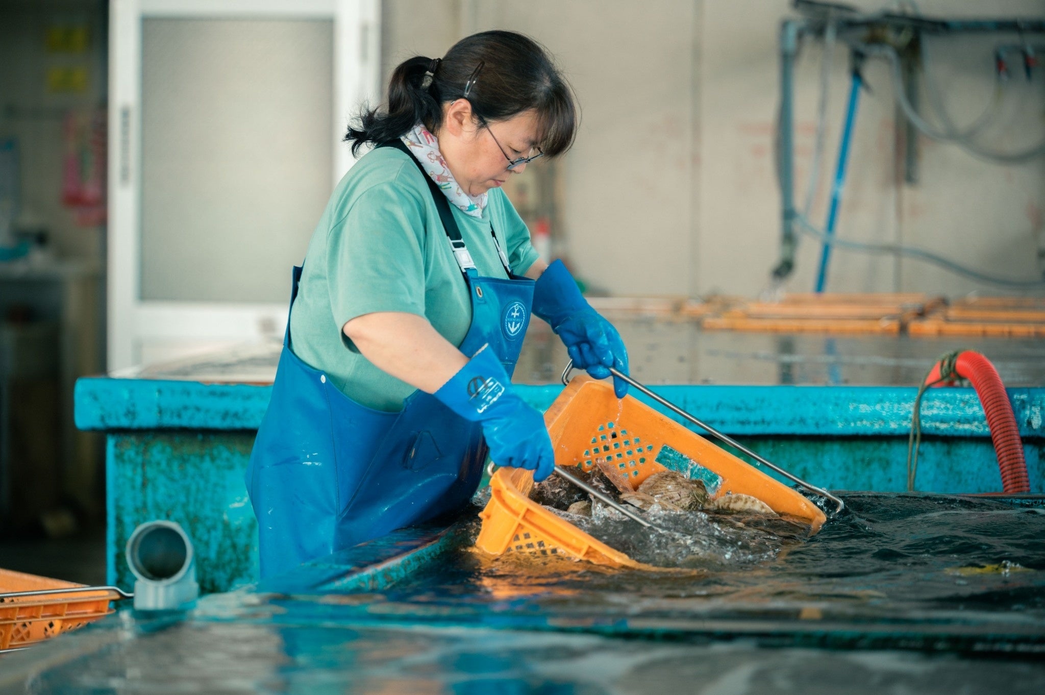 野辺地漁港での活ほたての荷捌き作業