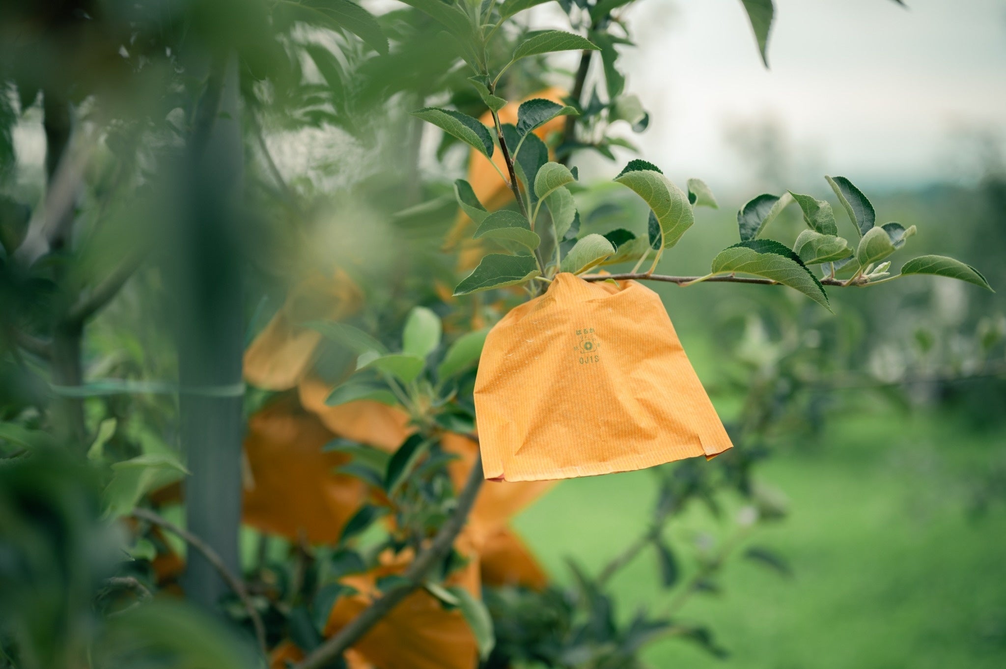 樹木の育成状況と共に農家の苦労も共有される