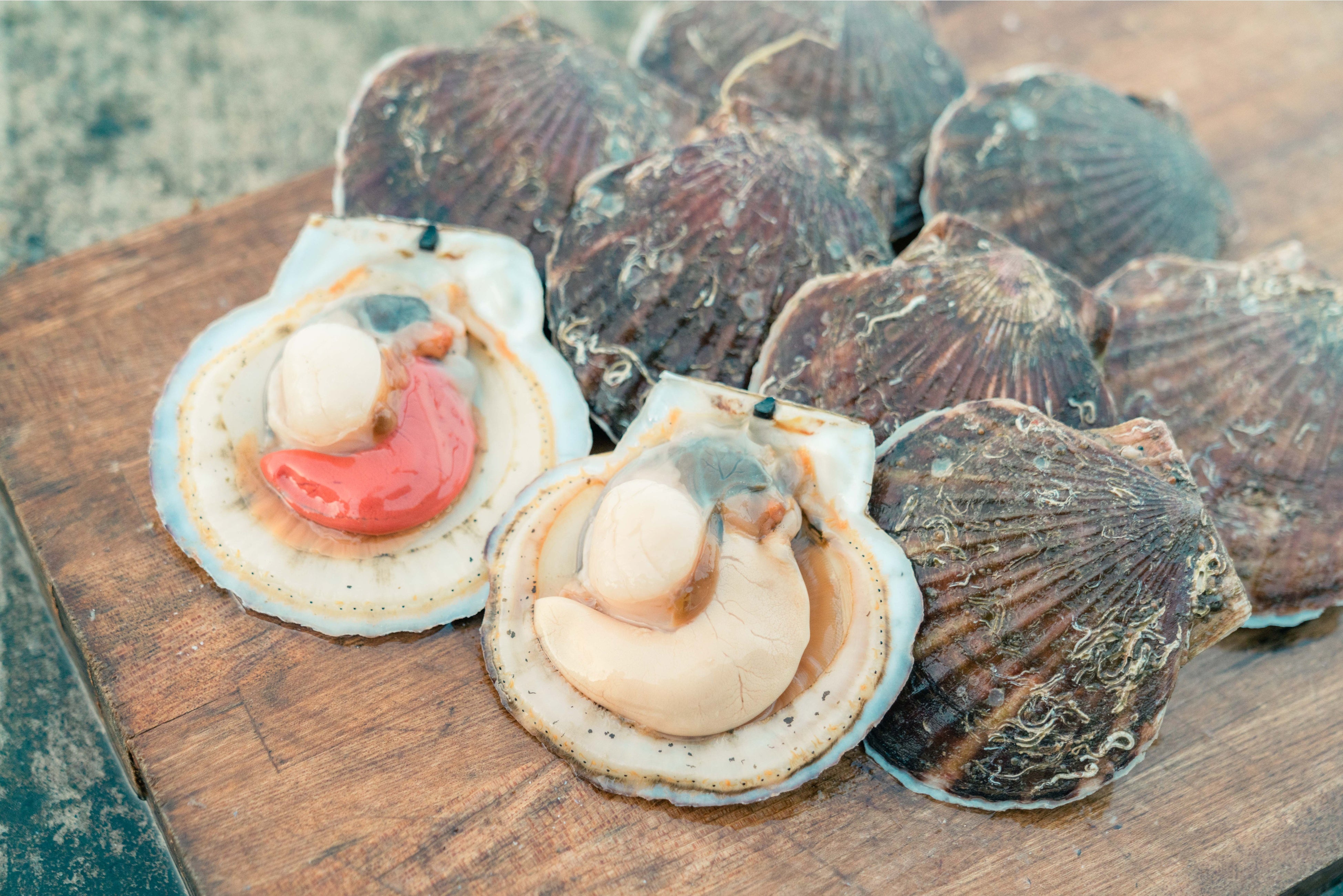 野辺地特産の活ほたて　リリース時（冬季）は卵付きで納品される