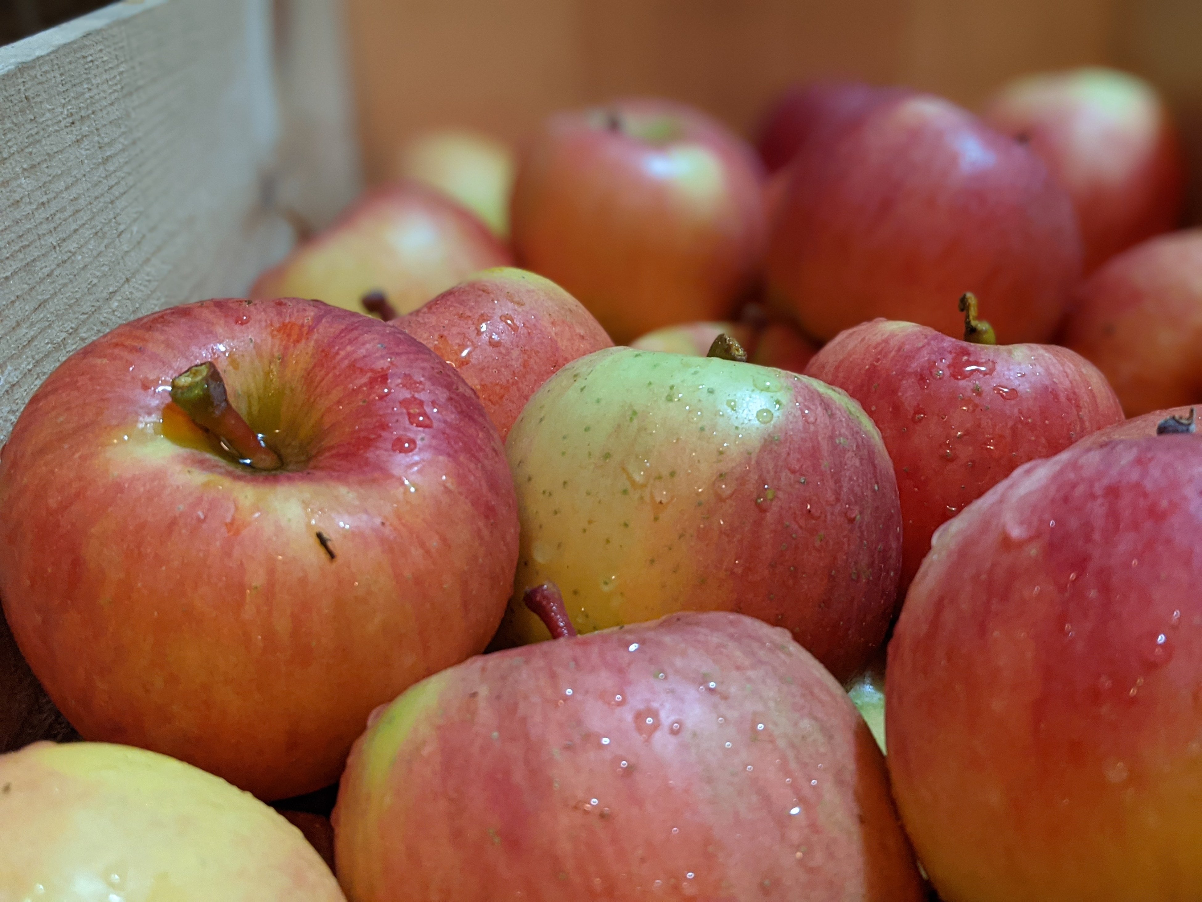 高級蜜りんご品種「高徳」