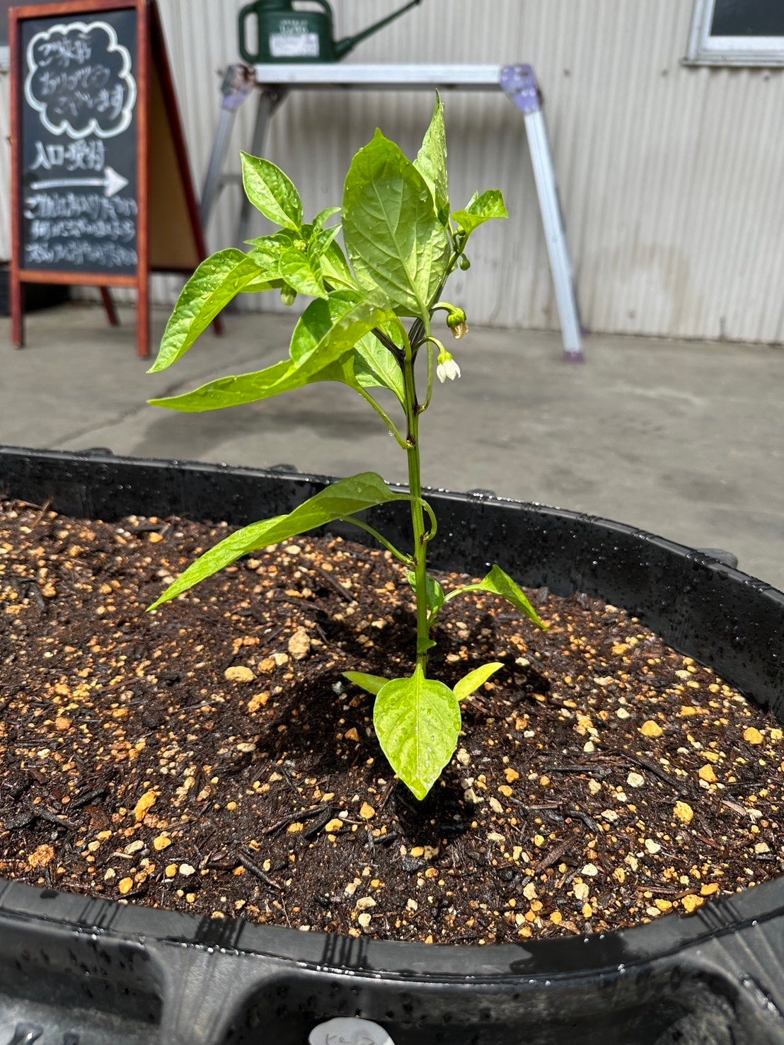 ピーマン（ルートプロあり）