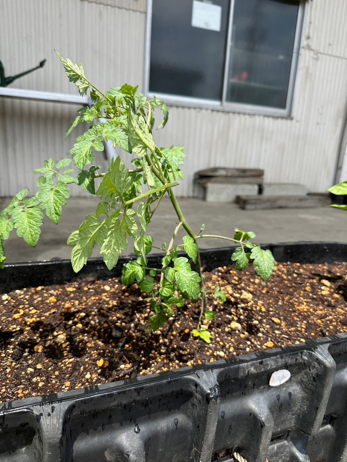 トマト（ルートプロあり）