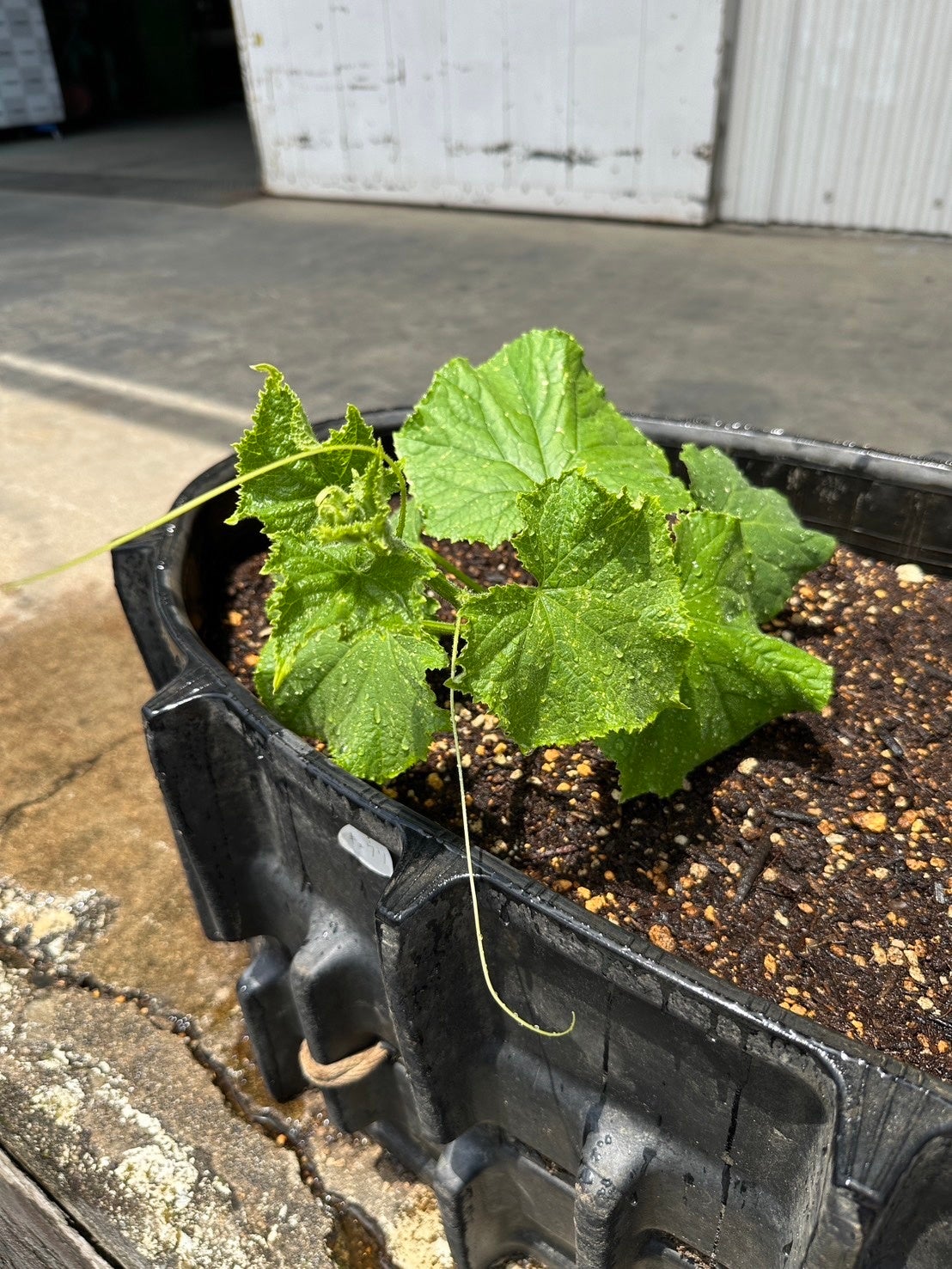 きゅうり（ルートプロなし）