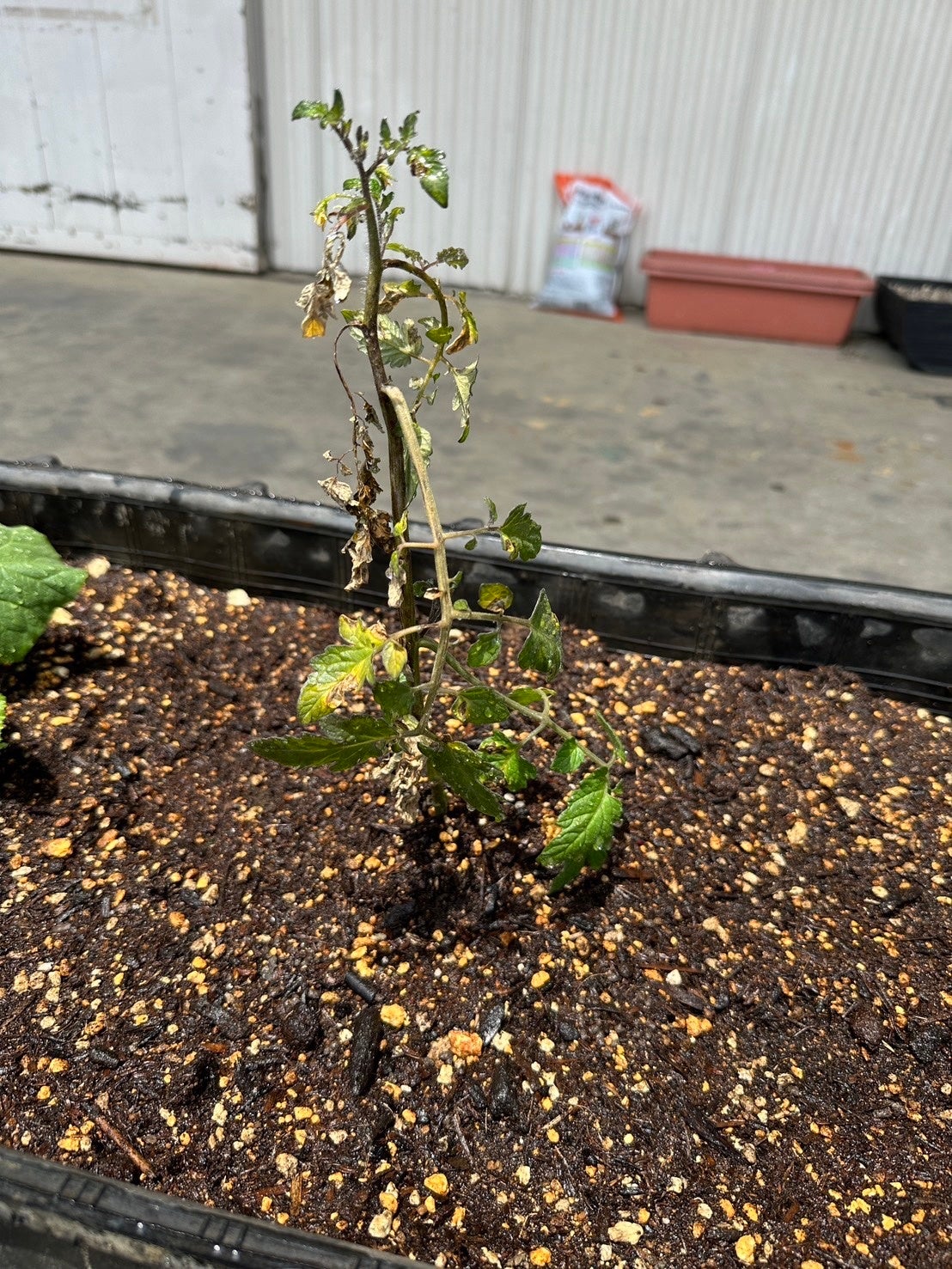 トマト（ルートプロなし）