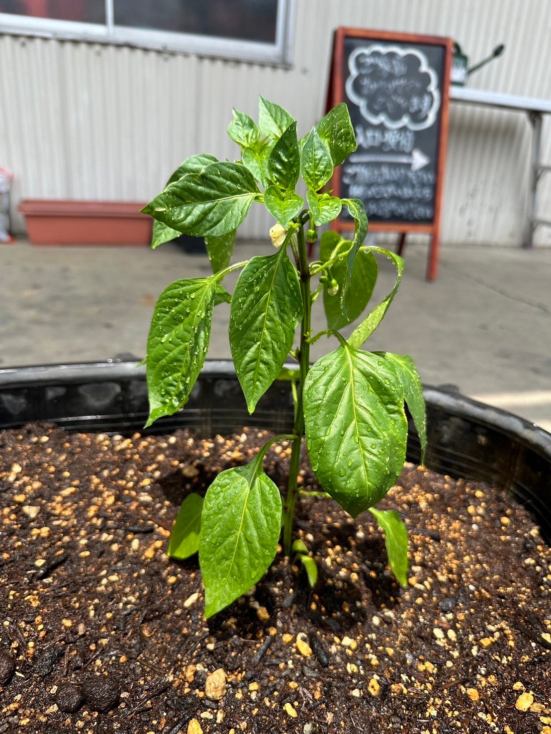 ピーマン（ルートプロなし）