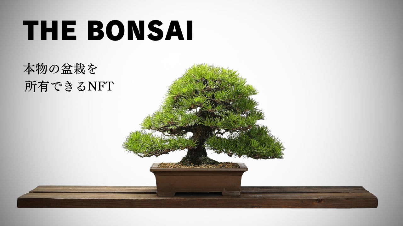 だれでも高級盆栽のオーナーになれる【支援型】NFTプロジェクトが今月 だれでも高級盆栽のオーナーになれる【支援型】NFTプロジェクトが今月