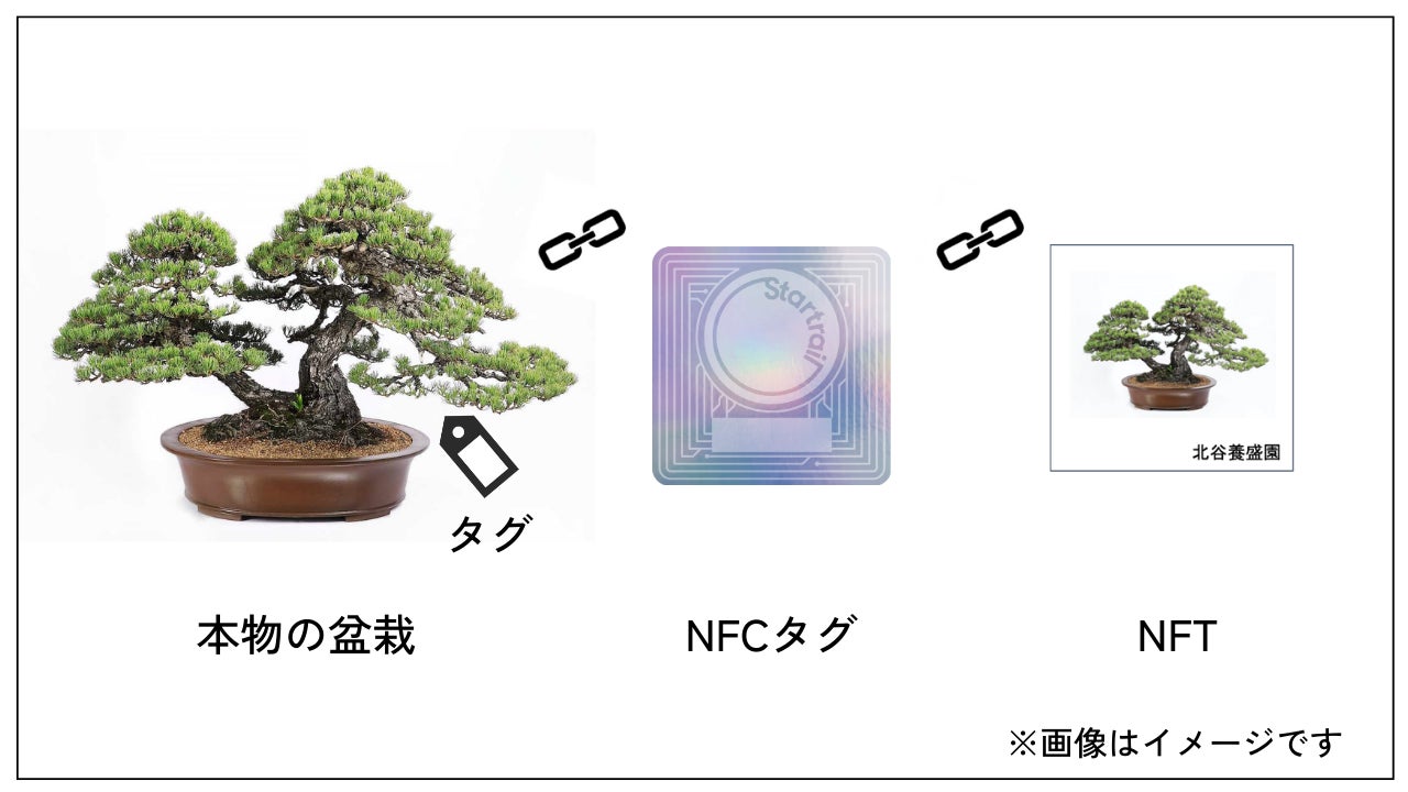 本物の盆栽とNFTの関係