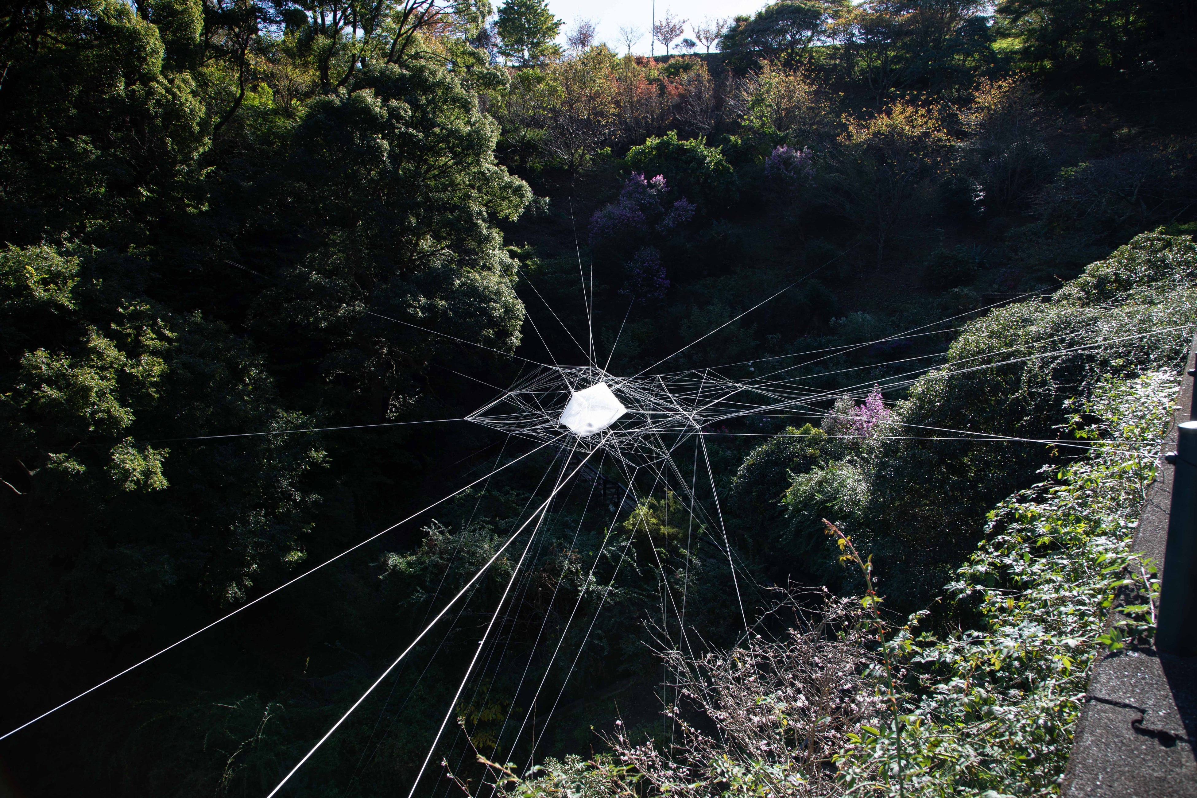 Resonating NestRavine