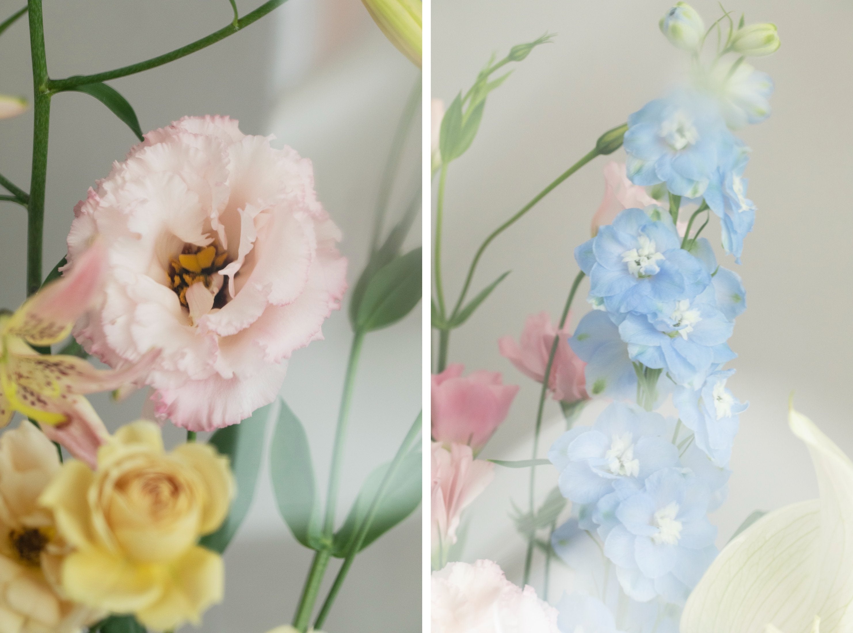 セイコー ルキア＞より、 みずみずしく開花する花をモチーフにした新