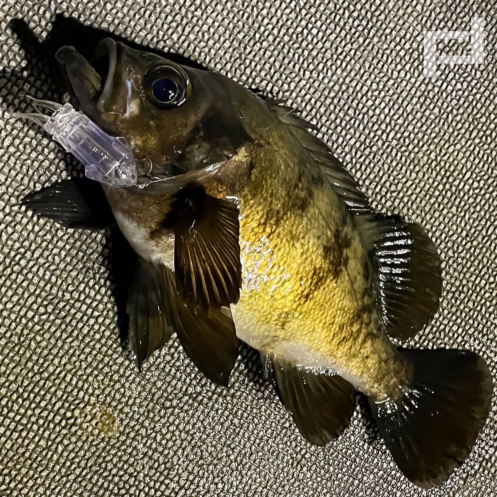 #01 ピュアクリアでメバル