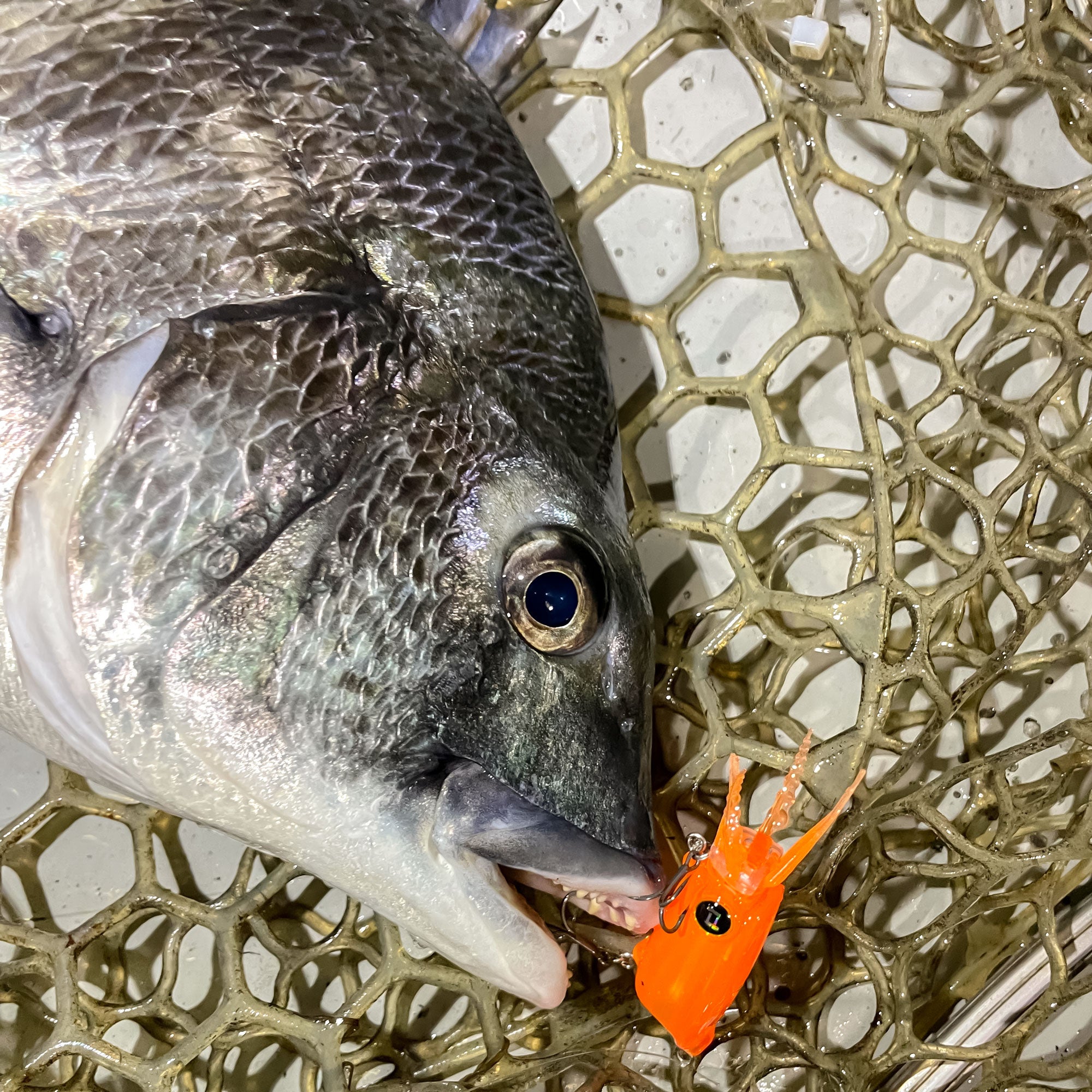 #04 ルミネイトオレンジでチヌ