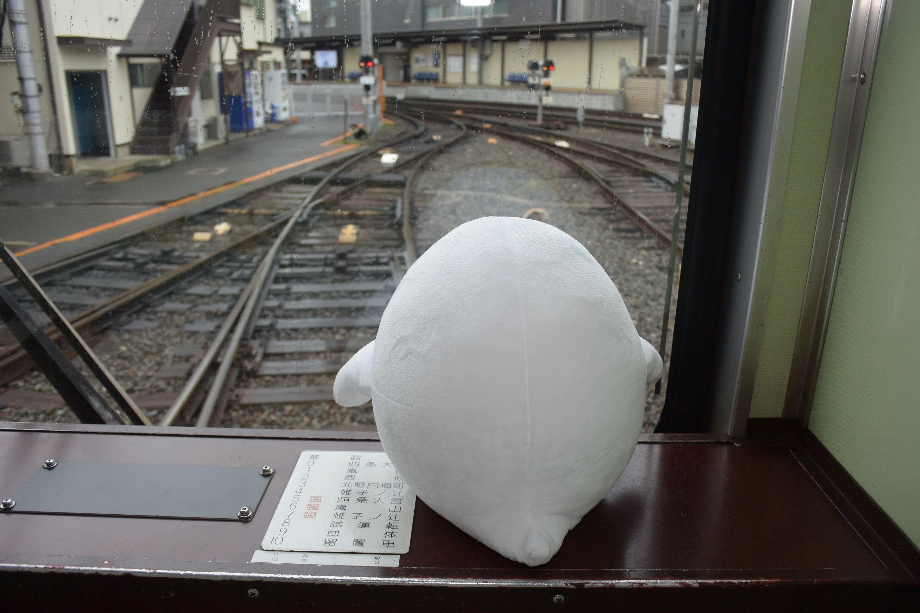 前方確認するコトりさん