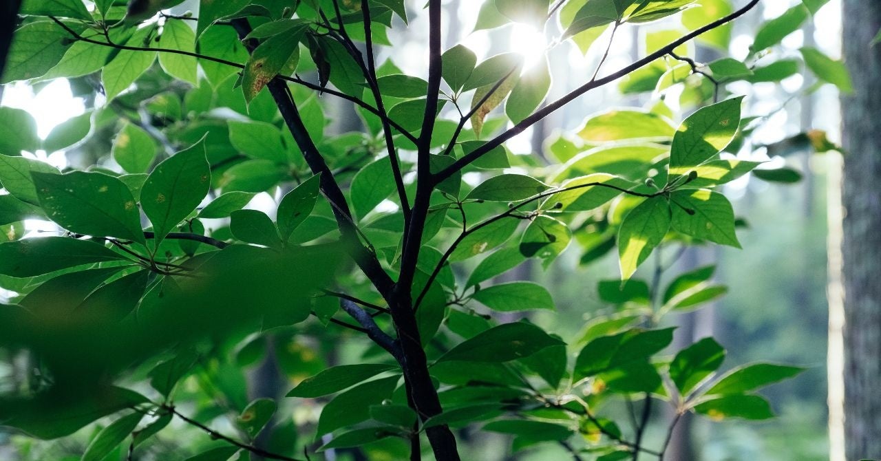 美郷町に自生するケクロモジ