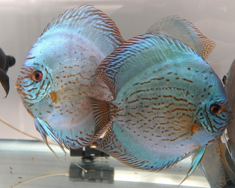 熱帯魚様 ベタ クラウンテール オス オレンジ 01M0408-018 熱帯魚 生体