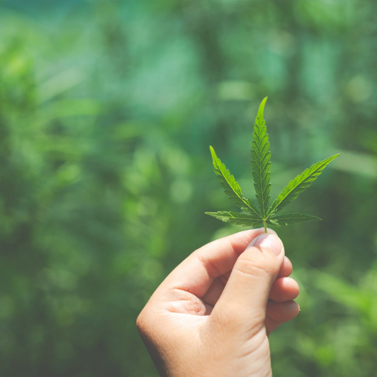 オーガニックヘンプ