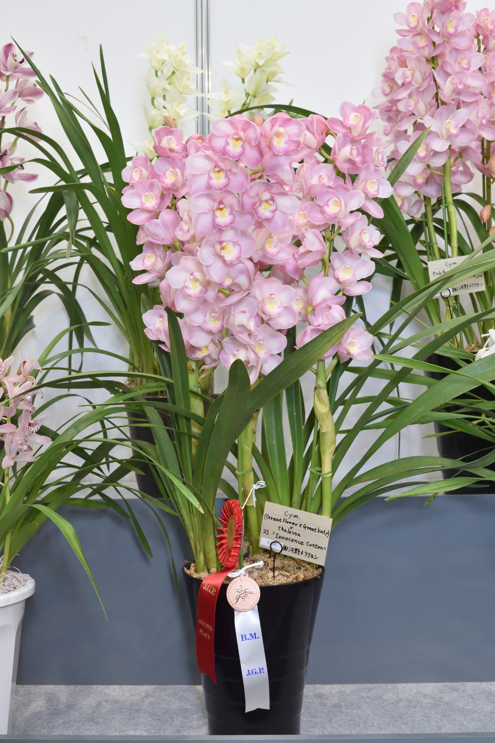 ブロンズメダル受賞：イノセンスコットン