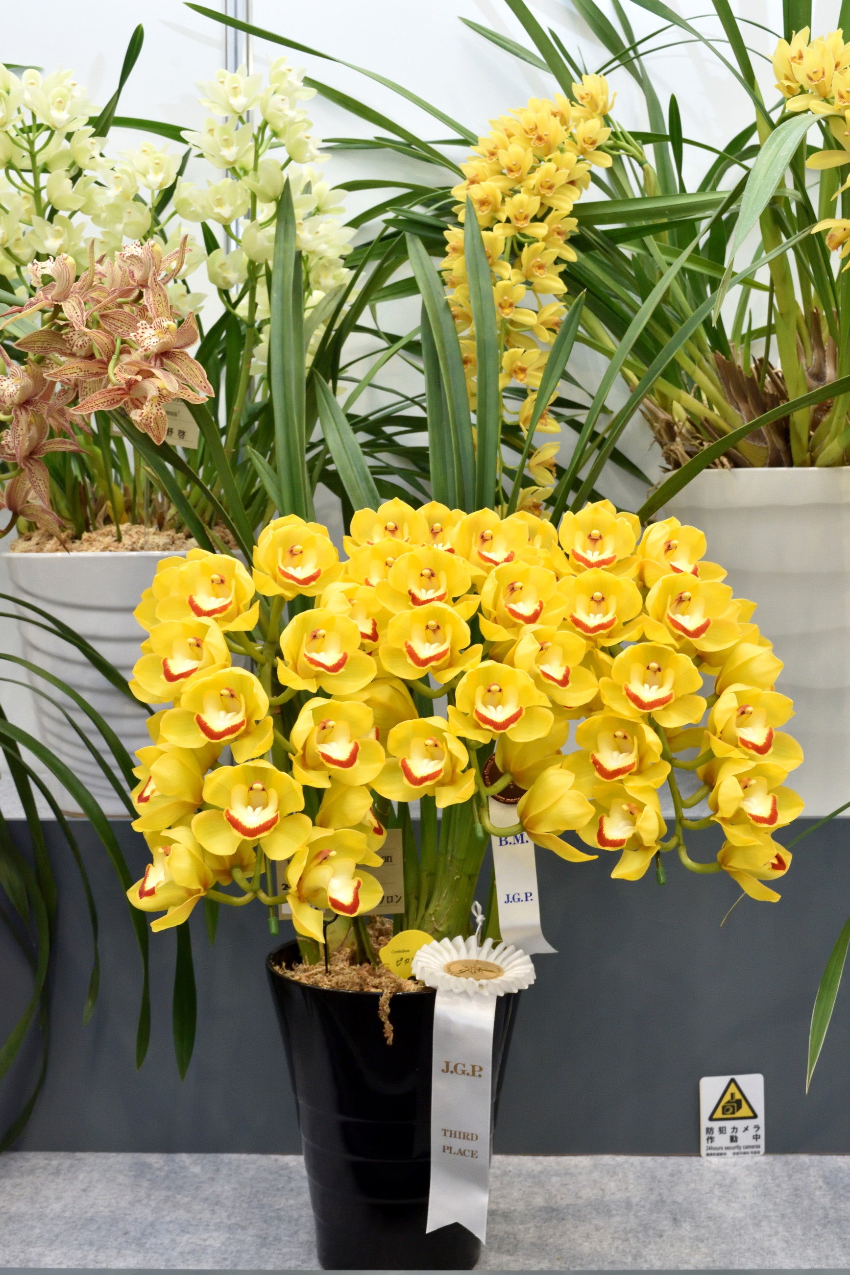 ブロンズメダル受賞：ピカリ