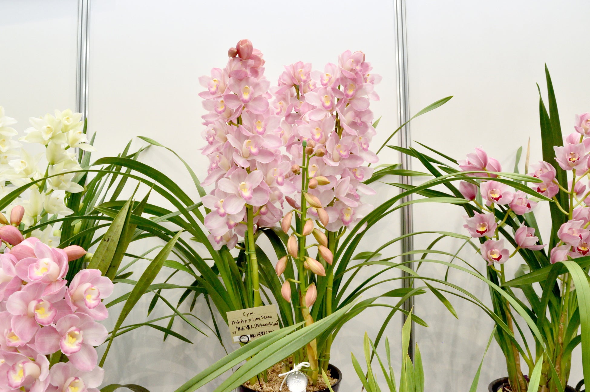 シルバーメダル受賞:見返り美人