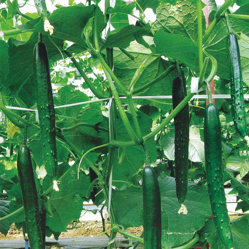 2007年発表「輝世紀」宮崎を中心に販売しているロングセラー品種。